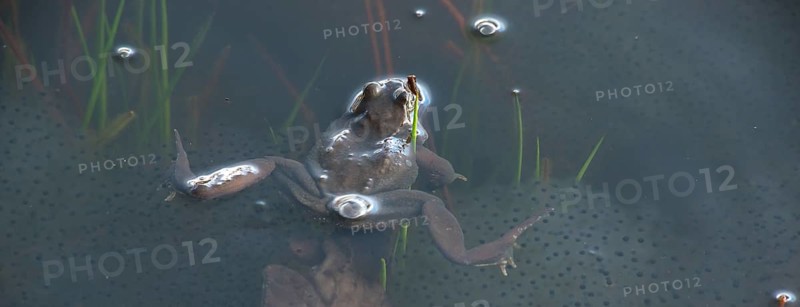 Common frog (Rana temporaria), amphibian of the year 2018, single frog swimming in a pond with fresh spawn balls during mating season, surrounded by some stalks of aquatic plants, rushes and air bubbles in a pond, rear view, butt, bottom, air bubble, farting, frog spawn, behaviour, reproduction, metamorphosis, Lueneburg Heath, Lower Saxony, Germany, Europe