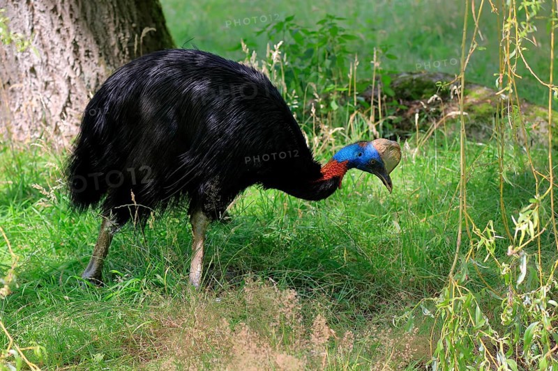 Northern cassowary (Casuarius unappendiculatus), adult, foraging, captive, Papua New Guinea, Oceania