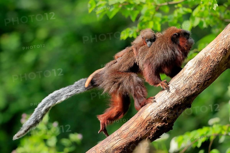 Coppery titi (Plecturocebus cupreus), adult, female, young animal, on mother's back, on tree, alert, captive, South America