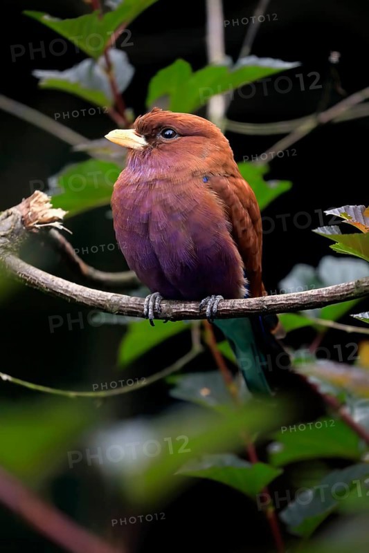 Broad-billed roller (Eurystomus glaucurus), adult, on tree, vigilant, captive