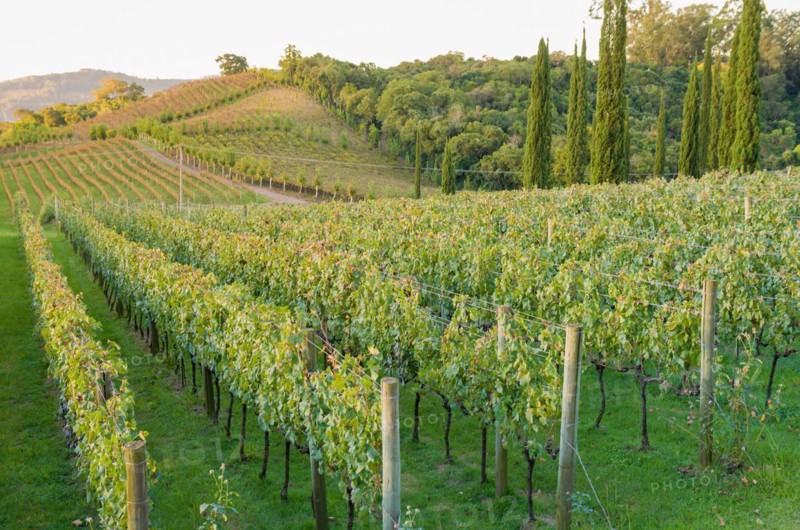 Vineyard of grapes in the Vale dos Vinhedos in Bento Goncalves, a gaucho wine