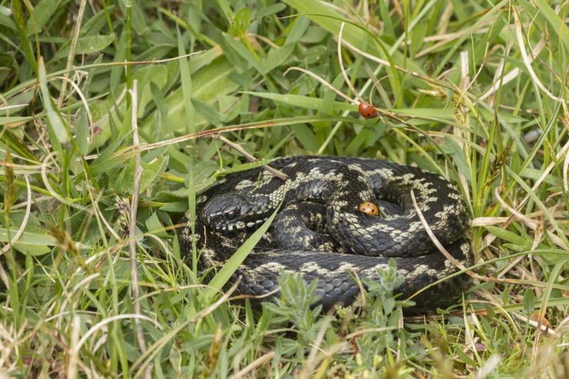 European adder (Vipera berus) adult snake basking in grassland with a ladybird walking on its body, England, United Kingdom, Europe