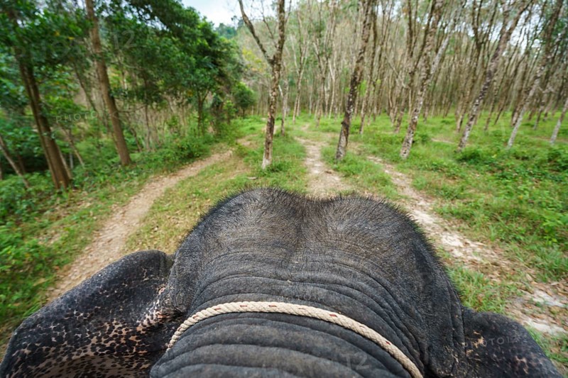 View from back of elephant on tropical forest. Thailand