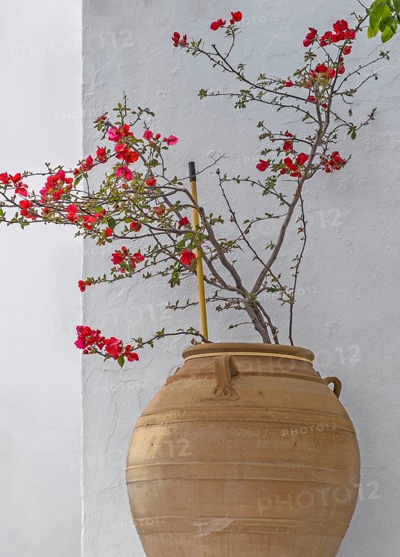 Chaenomeles japonica (Chaenomeles japonica) in an amphora in front of a white house wall, Lindos, Rhodes, Dodecanese, Greek island, Greece, Europe