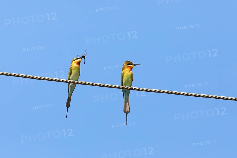 Blue-tailed bee-eater (Merops philippinus) against a blue sky, backwaters, Kumarakom, Kerala, India, Asia