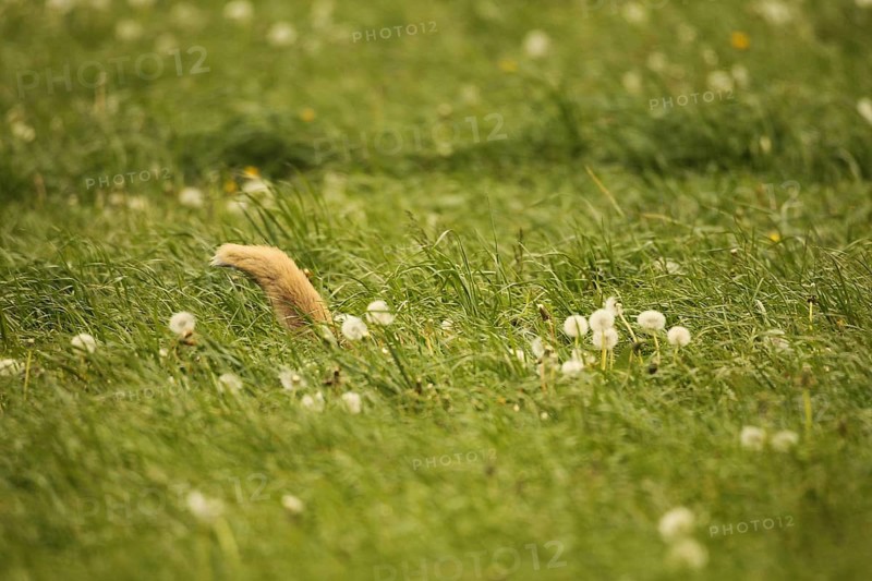 Fox (Vulpes vulpes) looking for fawns (Capreolus capreolus) in tall grass with faded common dandelion (Taraxacum) Allgaeu, Bavaria, Germany, Europe