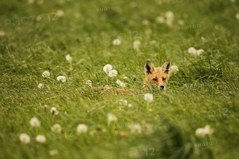 Fox (Vulpes vulpes) looking for fawns (Capreolus capreolus) in tall grass with faded common dandelion (Taraxacum) Allgaeu, Bavaria, Germany, Europe