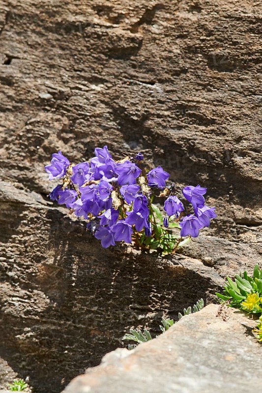 Earleaf bellflower (Campanula cochleariifolia) and Yellow mountain saxifrage (Saxifraga aizoides) blooming in the mountains at Hochalpenstrasse, Pinzgau, Salzburg, Austria, Europe