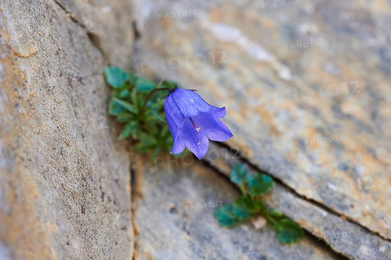 Earleaf bellflower (Campanula cochleariifolia) blooming in the mountains at Hochalpenstrasse, Pinzgau, Salzburg, Austria, Europe