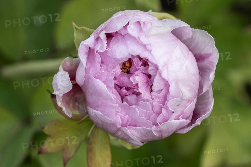 Tree peony (Paeonia suffruticosa), Weimar, Thuringia, Germany, Europe