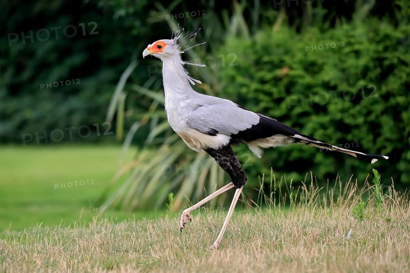 Secretary bird (Sagittarius serpentarius), adult, running, hunting, foraging, concentrated, captive