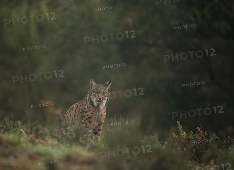 Pardell Lynx female, Iberian Lynx (Lynx pardinus), Extremadura, Castilla La Mancha, Spain, Europe