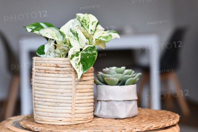 Exotic 'Epipremnum Aureum Manjula' pothos houseplant in basket flower pot on table with succulent plant