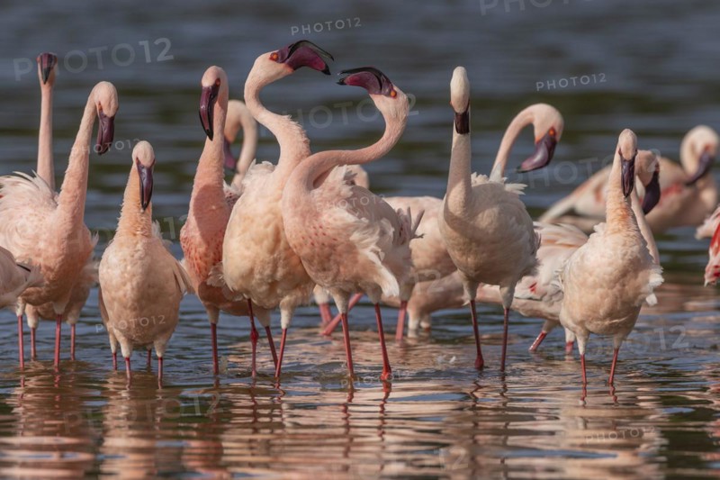 Lesser Flamingos (Phoeniconaias minor), Lake Ndutu, Ndutu Conservation Area, Tanzania, Africa