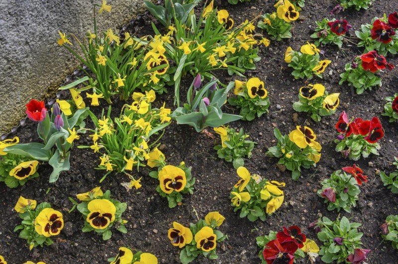 Pansies (Viola x wittrockiana), and daffodils (Narcissus), Allgaeu, Swabia, Bavaria, Germany, Europe