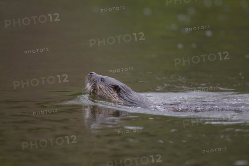 European otter (Lutra lutra) adult animal swimming in a river, Suffolk, England, United Kingdom, Europe