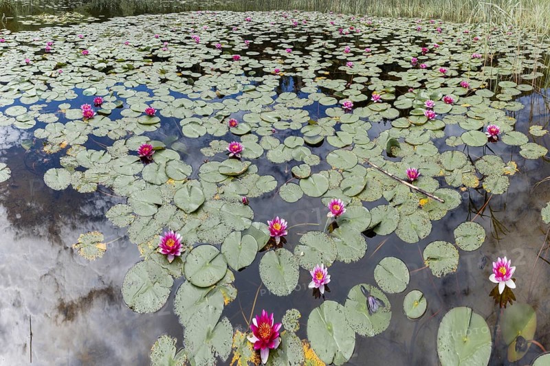 Water lilies (Nymphaea), Schwanseepark, near Fuessen, Ostallgaeu, Bavaria, Germany, Europe