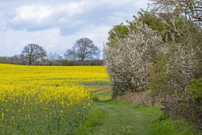 Rape field, flowering blackthorn, field path, Rabel, Schlei, Schleswig-Holstein, Germany, Europe