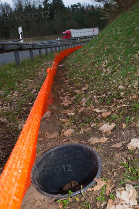 Common toads (Bufo Bufo) in a bucket buried in the ground next to an amphibian fence in the colour orange, protective fence, barrier next to a busy road with crash barrier and delineator, exit of an motorway, moving vehicle, truck, truck passes by, protection, rescue, amphibian migration, toad fence, toad migration, species protection, animal welfare, behaviour, danger, caught, trap, dusk, Lower Saxony, Germany, Europe
