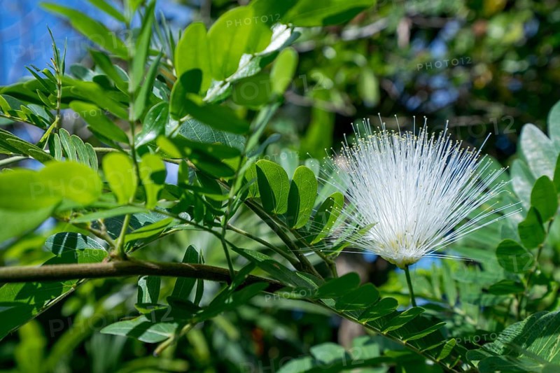 Sensitive plant called Mimosa Pudica. Phuket, Thailand, Asia