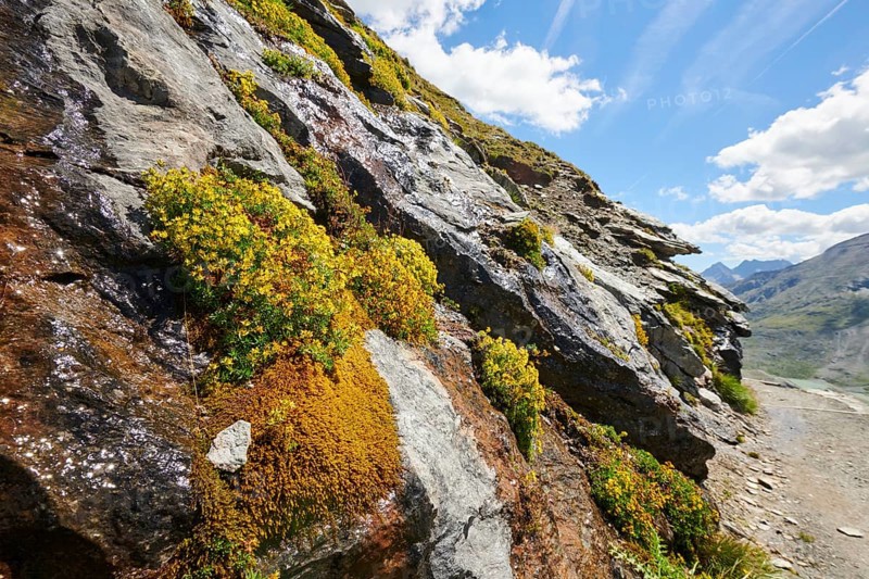 Yellow mountain saxifrage (Saxifraga aizoides) blooming in the mountains at Hochalpenstrasse, Pinzgau, Salzburg, Austria, Europe