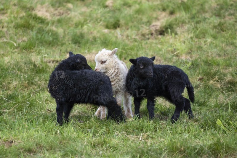 Two black and white-brown lambs are standing in a meadow. Two lambs sniff at each other. Ouessant sheep (Breton dwarf sheep) and Ouessant sheep mix