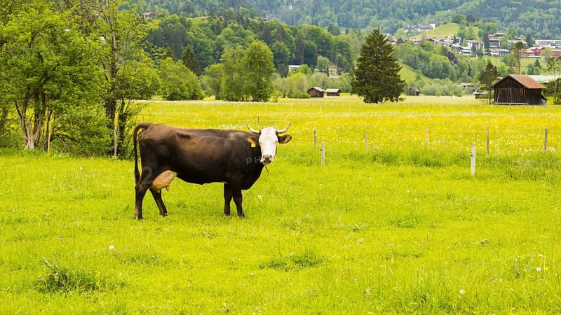 Single dairy cow, Vorderwaelder cattle, Vorderwaelder, Loretto meadows, near Oberstdorf, Allgaeu, Bavaria, Germany, Europe