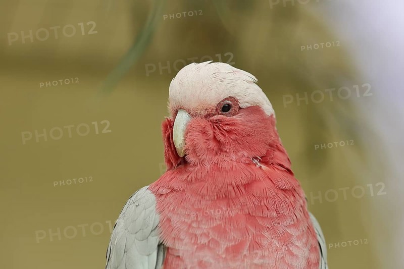 Galah (Eolophus roseicapilla) (Cacatua roseicapilla), animal portrait, captive, occurrence in Australia, Hesse, Germany, Europe