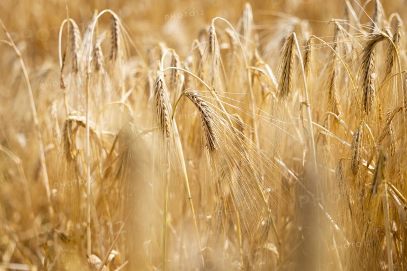 Detailed view of ripe barley ears on a cornfield, Cologne, North Rhine-Westphalia, Germany, Europe
