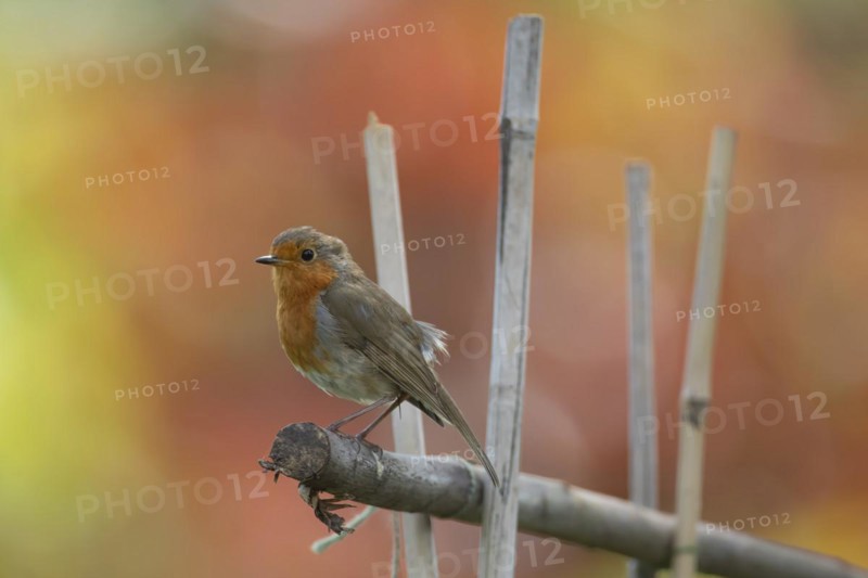 European robin (Erithacus rubecula) adult bird on garden bamboo canes, England, United Kingdom, Europe