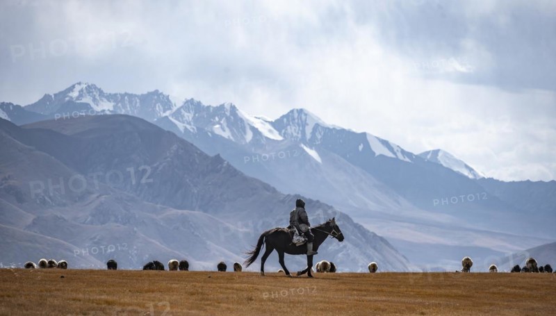 Nomadic life on a plateau, shepherd on horse, flock of sheep, dramatic high mountains, Tian Shan Mountains, Jety Oguz, Kyrgyzstan, Asia