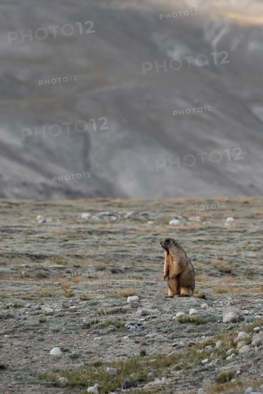 Himalayan marmot (Marmota himalayana), Tian Shan Mountains, Jety Oguz, Kyrgyzstan, Asia