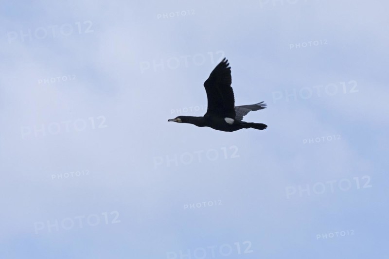 Cormorant in flight (Phalacrocorax carbo), Geltinger Birch, Goldhoeft, Nieby, Schlei, Schleswig-Holstein, Germany, Europe