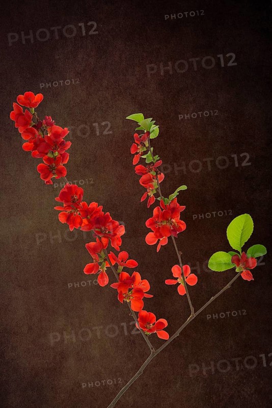 Flowering Japanese quince branch (Chaenomeles japonica) on a dark background, Bavaria, Germany, Europe