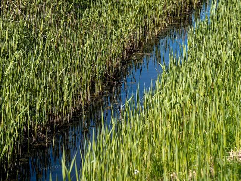 Grasses at a ditch at the natural beach Hilgenriedersiel at the North Sea coast in East Frisia, Hilgenriedersiel, Lower Saxony, Germany, Europe