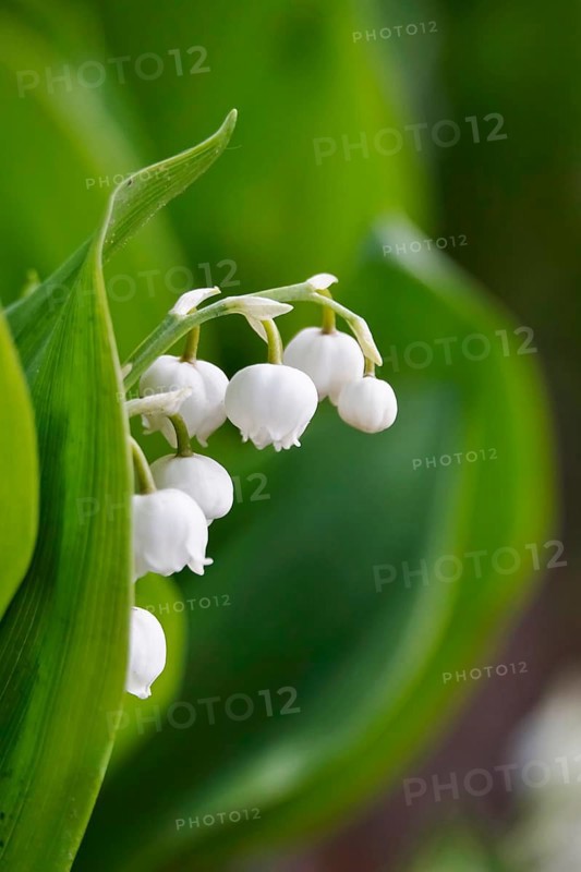 Lily of the valley, Germany, Europe