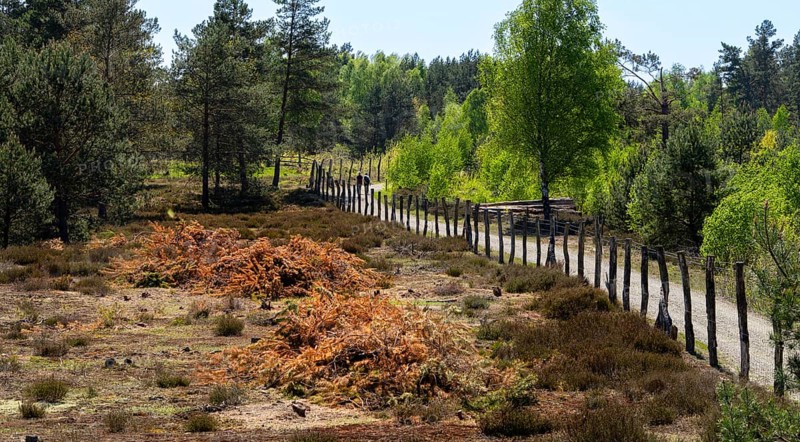 Schoenower Heide nature reserve, Schoenow, Brandenburg, Germany, Europe