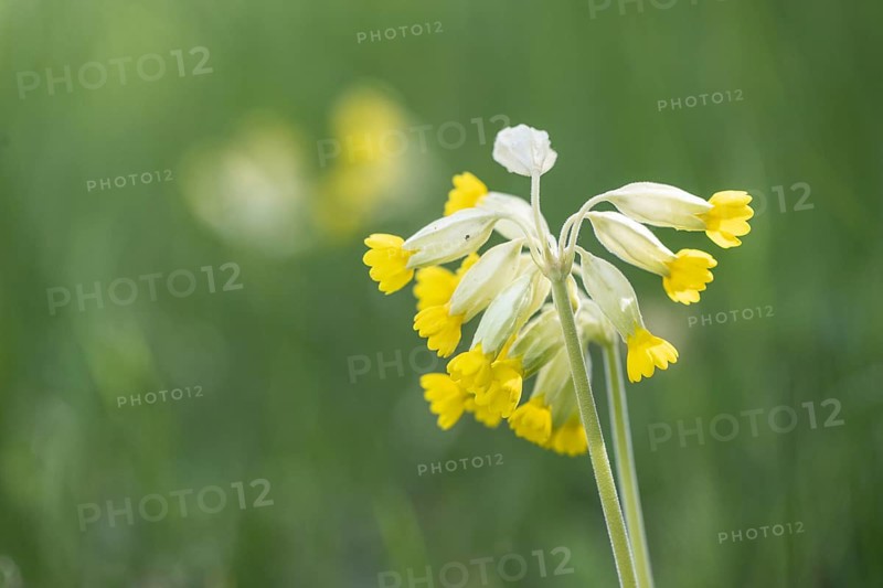 Common cowslip (Primula veris), Thuringia, Germany, Europe
