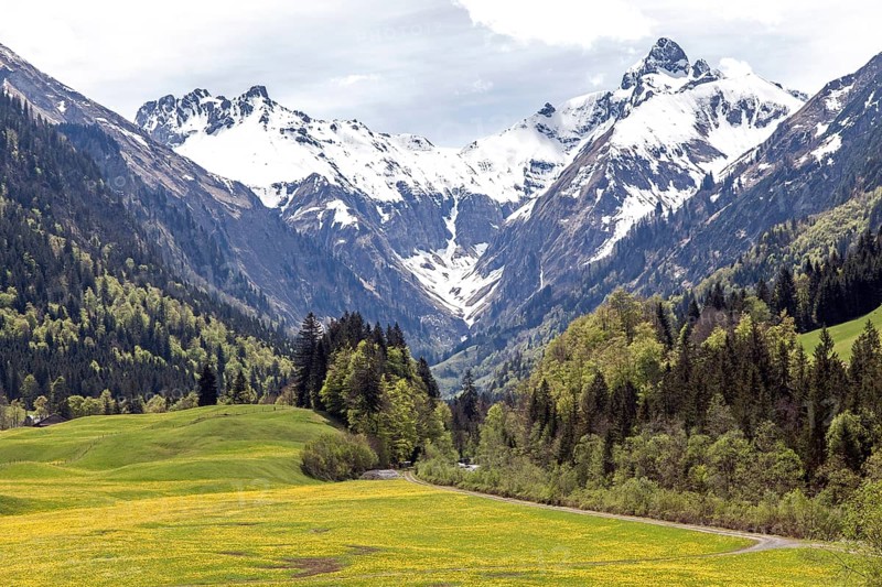 Landscape with yellow flowering meadow and tree, Kratzer and Trettachspitze in the background, Trettachtal, near Gottenried, Oberstdorf, Oberallgaeu, Allgaeu, Bavaria, Germany, Europe