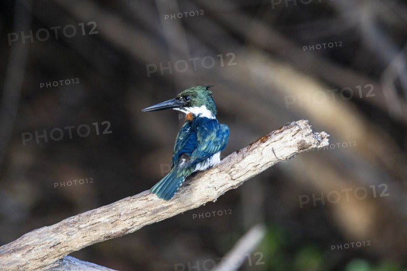 Green Kingfisher (Chloroceryle americana) Pantanal Brazil