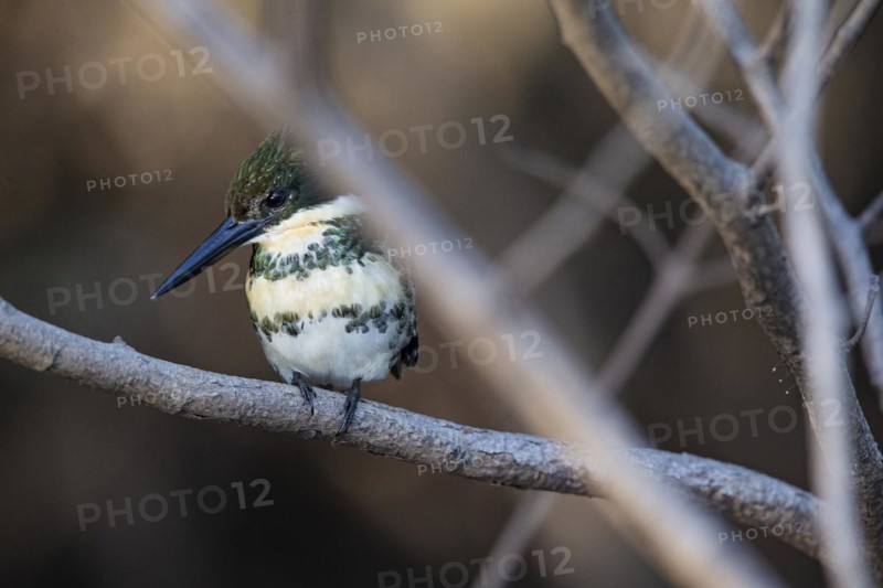 Green Kingfisher (Chloroceryle americana) Pantanal Brazil