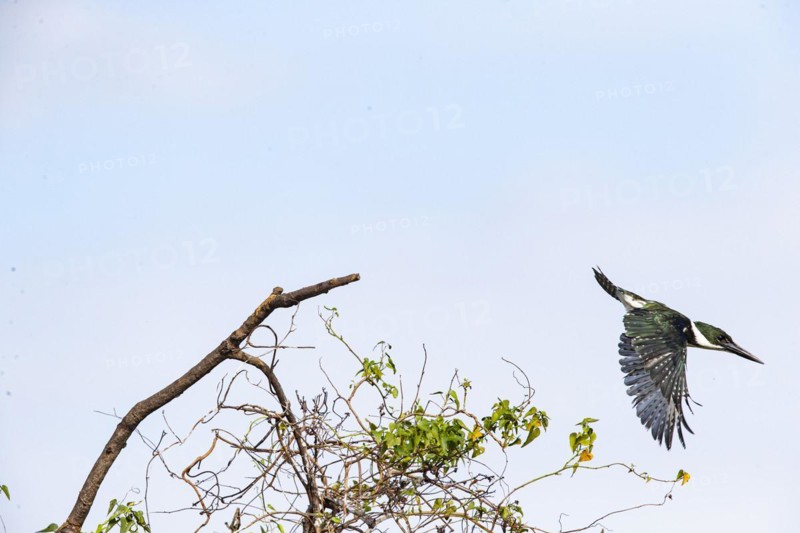 Green Kingfisher (Chloroceryle americana) Pantanal Brazil