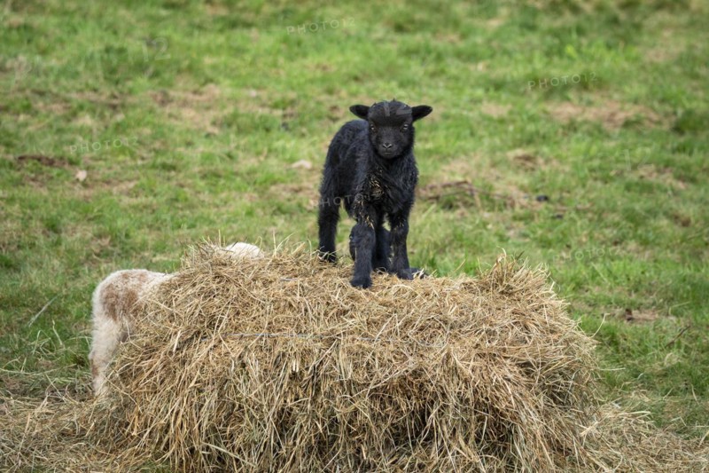 A black lamb stands on a hay bale, a white-brown one behind it. Ouessant sheep (Breton dwarf sheep) and Ouessant sheep mix