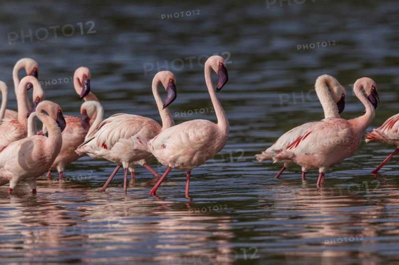 Lesser Flamingos (Phoeniconaias minor), Lake Ndutu, Ndutu Conservation Area, Tanzania, Africa