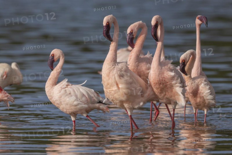 Lesser Flamingos (Phoeniconaias minor), Lake Ndutu, Ndutu Conservation Area, Tanzania, Africa