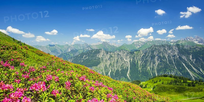 Alpine rose blossom, panorama of the Fellhorn, behind it the Allgaeu Alps, Allgaeu, Bavaria, Germany, Europe