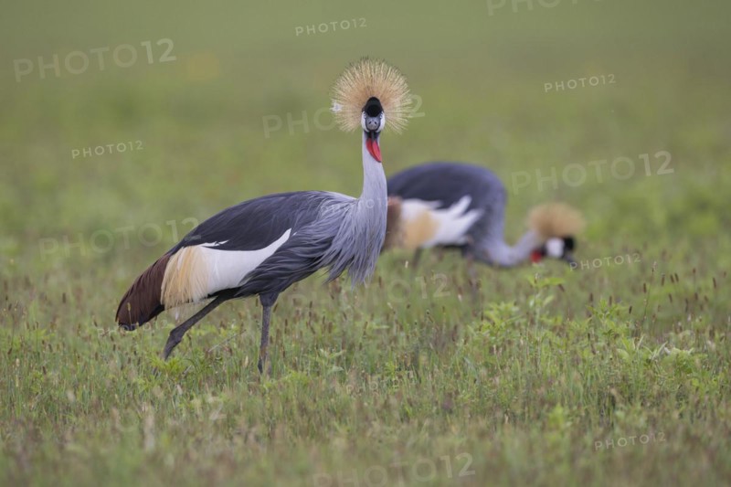 Crowned cranes (Balearica regulorum), pair, Ngorongoro Crater, Tanzania, Africa