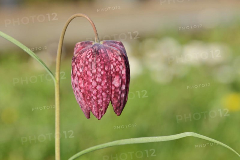 Snake's Head Fritillary (Fritillaria meleagris), single flower in a meadow, inflorescence, early bloomer, spring, Wilnsdorf, North Rhine-Westphalia, Germany, Europe
