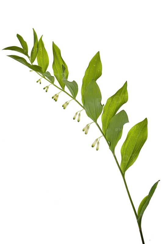 Solomon's seal (Polygonatum multiflorum), on a white background, Bavaria, Germany, Europe