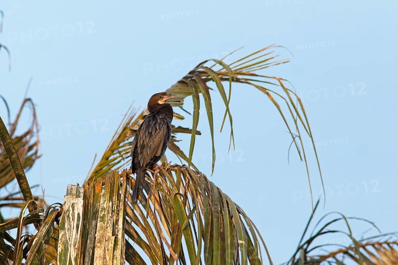 Great Cormorant (Phalacrocorax carbo) on a Palm tree, Backwaters, Kumarakom, Kerala, India, Asia